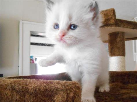 Since we have the largest cat breeder directory on the internet with over 3,000 different catteries listed from across the globe, you can be sure. . Kittens for sale indianapolis